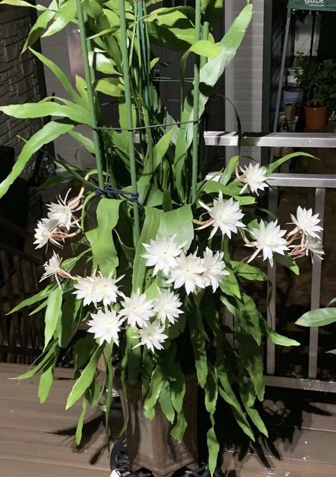 Queen of the night Cuttings  (5 cuttings) Orchids