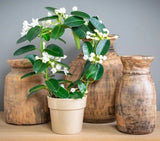 Madagascar jasmine ~GREEN LEAF STEPHANOTIS ~Small Rooted STARTER Plant~Fragrant! Garden Plants