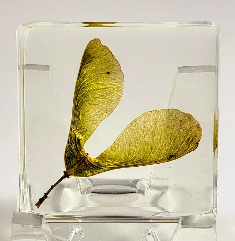 38mm Real Maple Seeds (Green) in Clear Lucite Resin Dried Pressed Botanist Herb Dried Flower