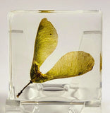 38mm Real Maple Seeds (Green) in Clear Lucite Resin Dried Pressed Botanist Herb Dried Flower
