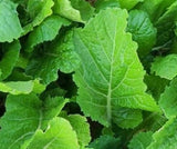 MUSTARD SEEDS 500+ FLORIDA BROADLEAF vegetable GARDEN LEAFY greens FREE SHIPPING Garden Plants