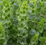BELLS OF IRELAND SEEDS 200+ FRAGRANT annual CUTFLOWER garden MOLUCCELLA LAEVIS Garden Plants
