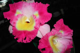 (705-5) Otaara Hwa Yuan Bay 'She Shu'   young plant Orchids