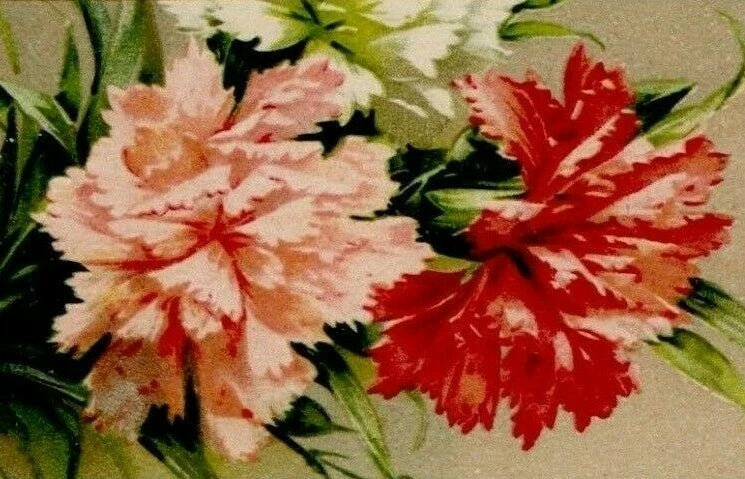 Vintage carnation floral embossed design with pink and red flowers