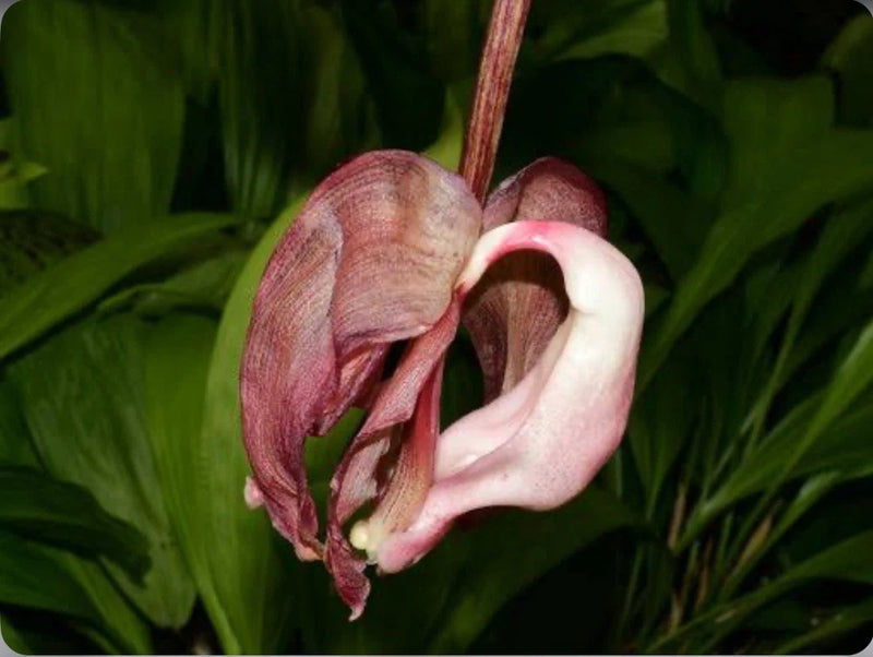 Pink and maroon orchid flower with white inner lip