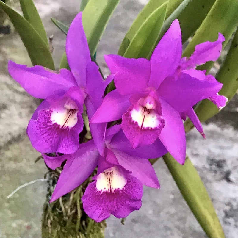 (280-2) Pot.Hsinying Pink Doll Hsinying (Little Mermaid x Li Jian Dancer) Orchids