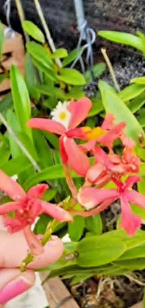 Rooted orchid plant with pink coral and white flowers, green leaves in dark potting mix