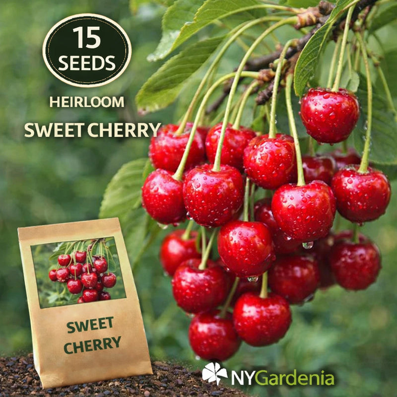 15 Sweet Cherry Seeds Heirloom Fruit Tree Garden Easy Grow Garden Plants