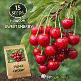 15 Sweet Cherry Seeds Heirloom Fruit Tree Garden Easy Grow Garden Plants
