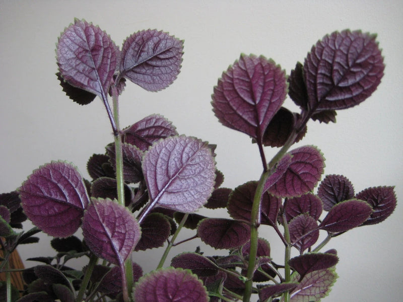 Purple Swedish ivy live plant with oval purple leaves on stems
