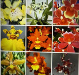 ORCHID PLANTS  50 mixed bulb no tag sur  pic acurate of varieties no tag no pot Orchids