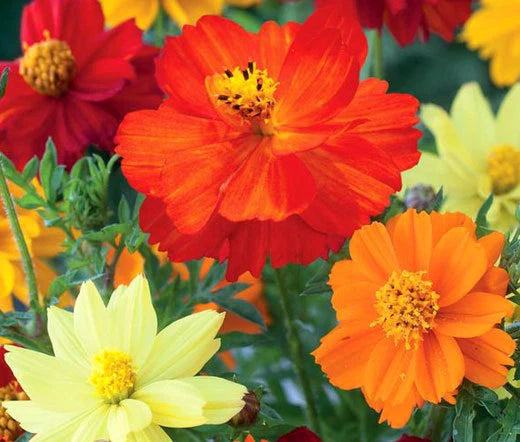 COSMOS SULPHUR MIX Cosmos Sulphureus - 2,500 Bulk Seeds Garden Plants