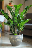 ZZ plant Orchids