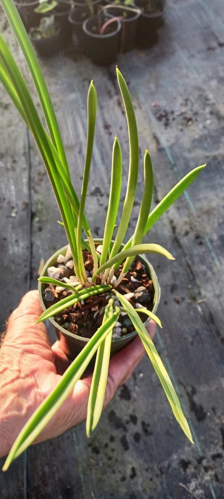 Orchid Cattleya Brassavola nodosa x Nodosa Mini Mouse Mad Happenings in 4" pot Orchids