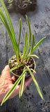 Orchid Cattleya Brassavola nodosa x Nodosa Mini Mouse Mad Happenings in 4" pot Orchids