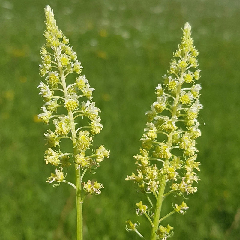 Weld aka Dyer's Rocket (Reseda luteola) Flowering Plants