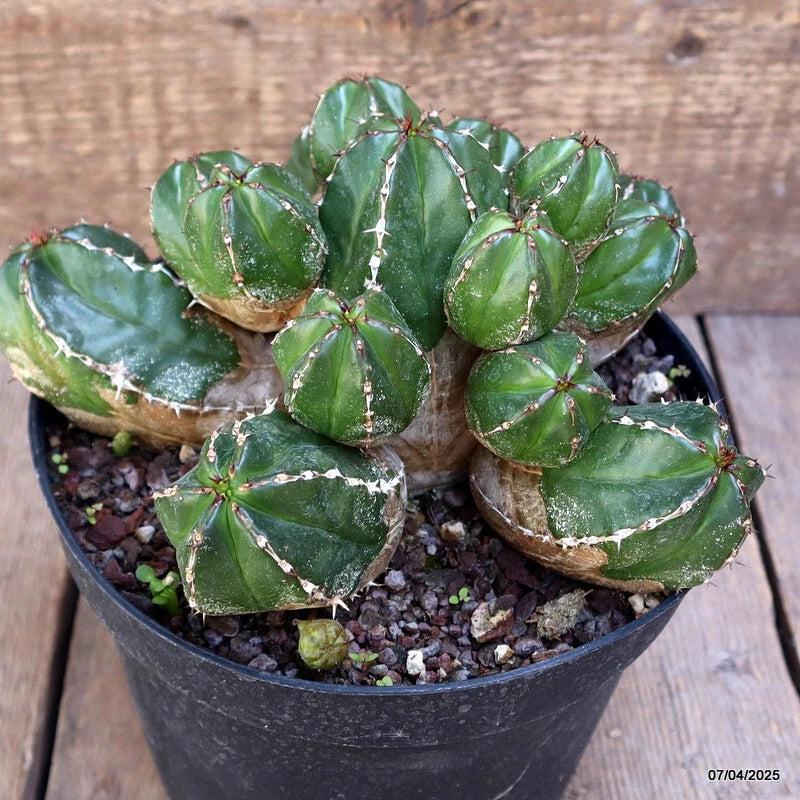 D2220 EUPHORBIA HANDIENSIS pot18-H12-W20 cm MaMa Cactus Green Plant