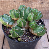 D2220 EUPHORBIA HANDIENSIS pot18-H12-W20 cm MaMa Cactus Green Plant