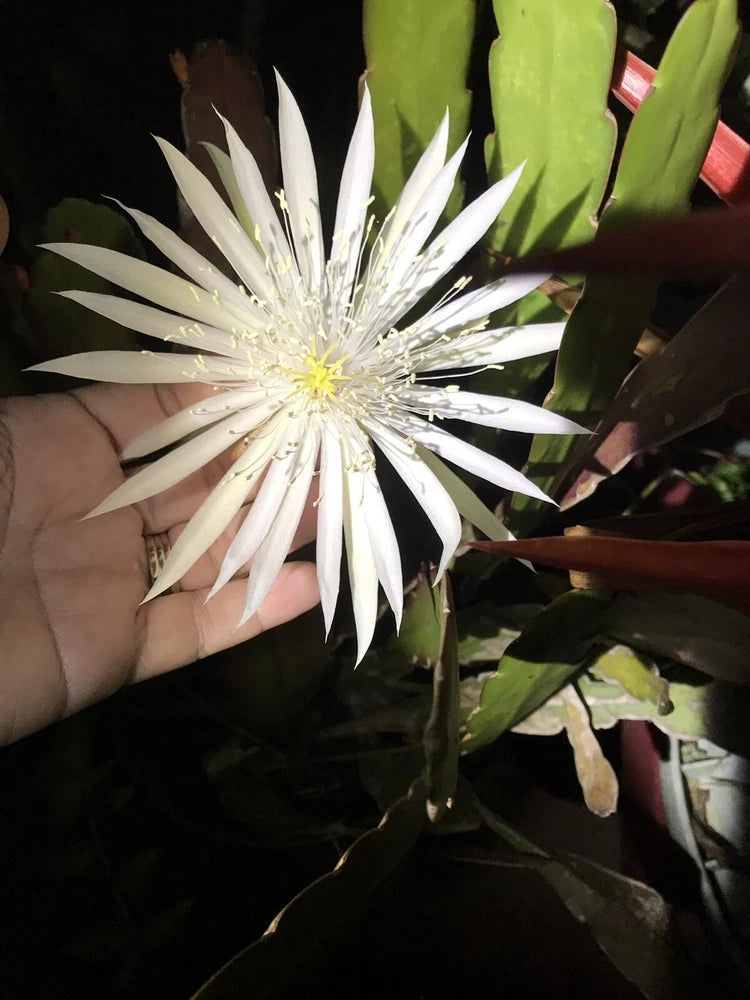 White epiphyllum cactus flower with green pads and spiky petals