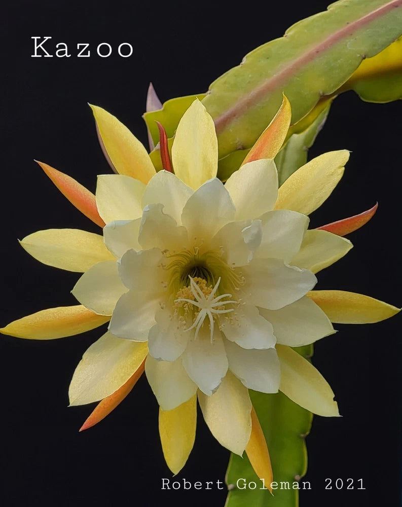 Orchid cactus flower with pale yellow and white petals and green stem