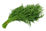 200+ Bouquet Dill Seeds(Anethum graveolens)Fresh Garden Herb USA Garden Plants