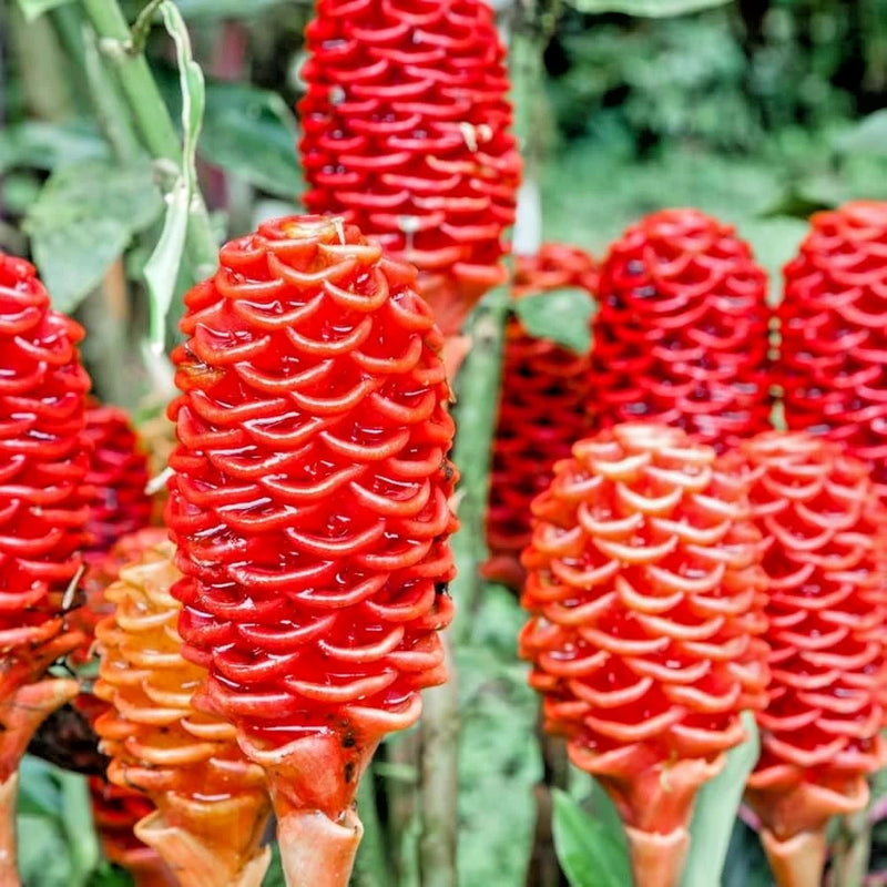 Red and orange shampoo ginger flower cones on green stems