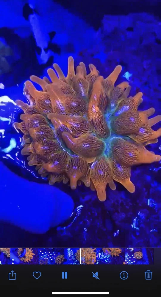 Fire And Ice Bubble Tip Anemone Anemone