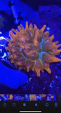 Fire And Ice Bubble Tip Anemone Anemone