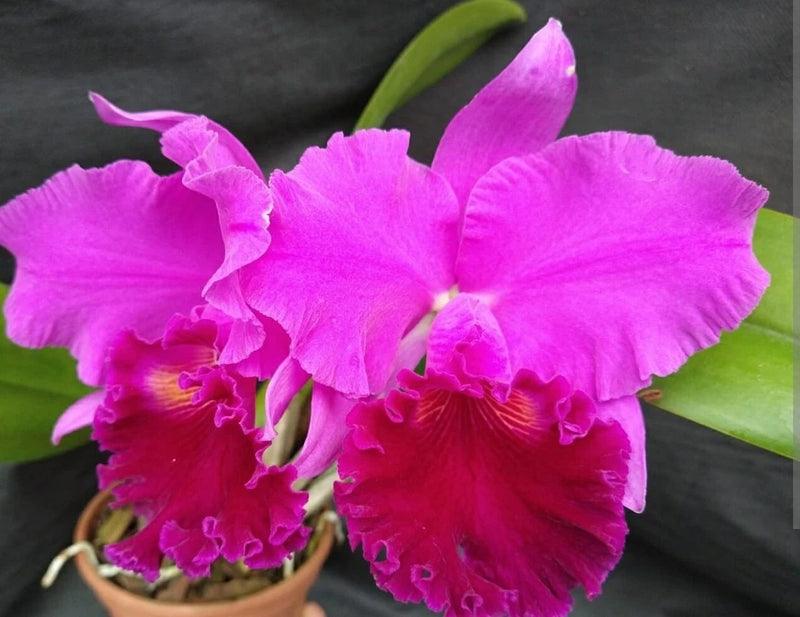 Large magenta orchid blooms with layered petals and green leaves