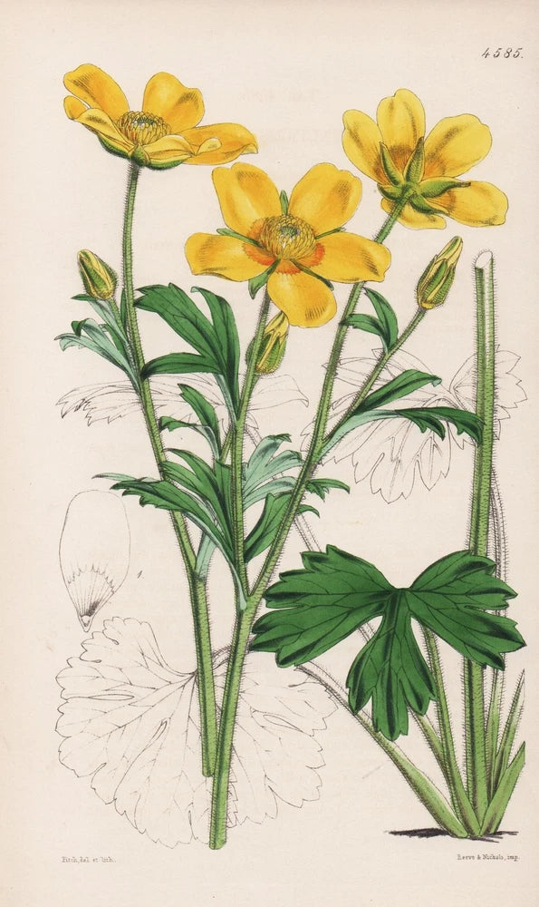Ranunculus Spicatus Algeria flower botany flower botany lithograph Curtis 4585 Ranunculus
