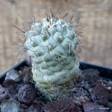 D3586 COPIAPOA TENEBROSA pot10-H8-W5 cm MaMa Cactus Green Plant