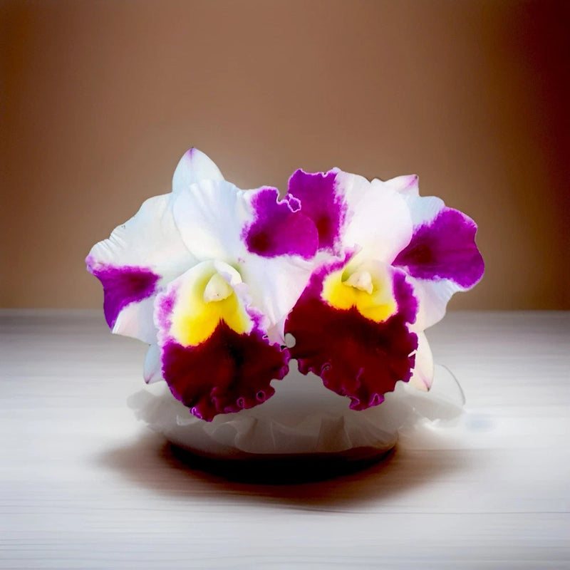 Rlc. Star Gate Orchid Flowering Plant Variety Clone.  RARE Orchids