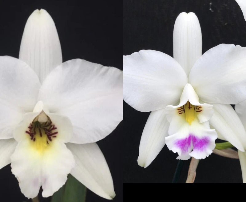 L Anceps Var Dowsonaii ( L Anceps ÔOrchid ErosÕ  X AliÕi 2Ó Seedling ) Orchids