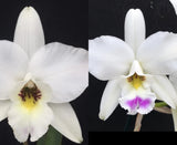L Anceps Var Dowsonaii ( L Anceps ÔOrchid ErosÕ  X AliÕi 2Ó Seedling ) Orchids