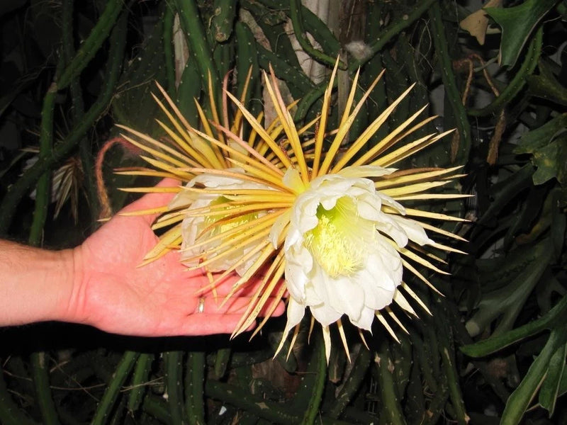 Grandiflorus cactus flower with pale white petals and long yellow spines