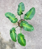 Philodendro Rugosum Aberrant Form Green Plant