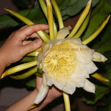 GIANT White Epiphyllum Hylocereus Orchid Cactus Huge Flower 2 CUTTINGS Orchids