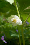 Mayapple Rhizomes Bare Root Flowering Plants