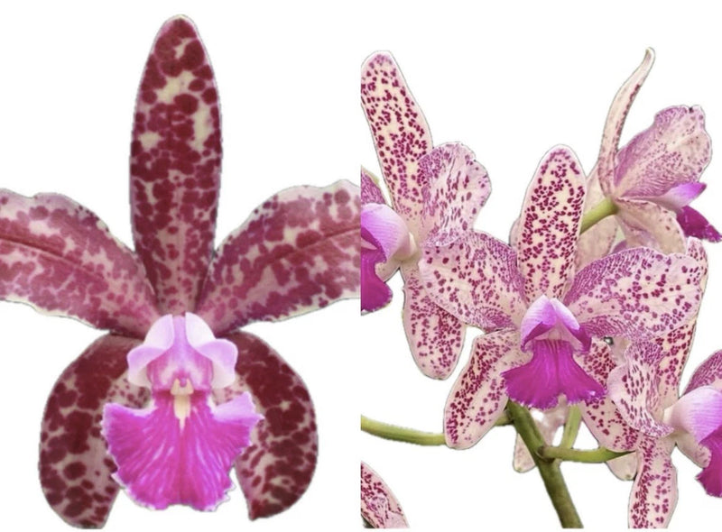 Cattleya Fort Motte ÔLeopardÕ X C Caudebec ÔFuerteÕ  2Ó Seedling Orchids