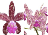 Cattleya Fort Motte ÔLeopardÕ X C Caudebec ÔFuerteÕ  2Ó Seedling Orchids