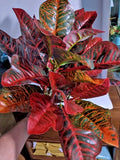 LARGE Artificial Croton plant  RED Flowering Plants