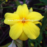 Jasminum mesnyi Sun Glo Hardy Yellow primrose Japanese Jasmine Mai Day 7cuttings Orchids