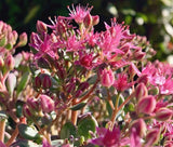 SEDUM SPANISH STONECROP Sedum Hispanicum - 100 Seeds Garden Plants