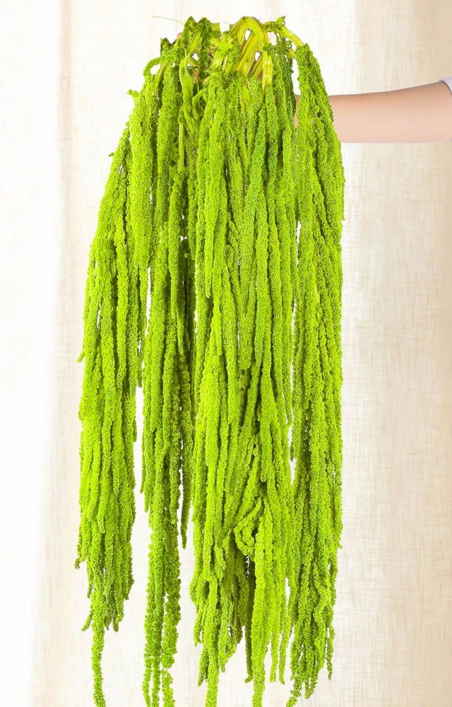 5Pcs Dried Amaranthus Hanging Flowers - 100% Natural 23Ò Neon Green Preserved... Dried Flower