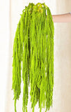 5Pcs Dried Amaranthus Hanging Flowers - 100% Natural 23Ò Neon Green Preserved... Dried Flower