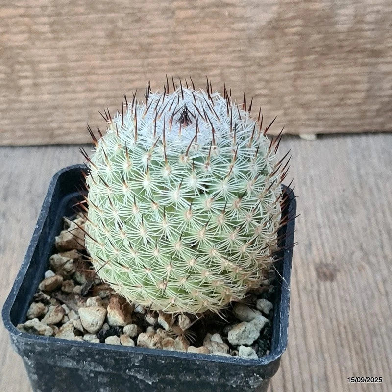 D6399 MAMMILLARIA PERBELLA pot7-H6-W6 cm MaMa Cactus Green Plant