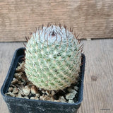 D6399 MAMMILLARIA PERBELLA pot7-H6-W6 cm MaMa Cactus Green Plant