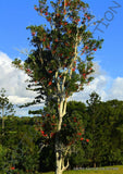 FIREWHEEL TREE stenocarpus sinuatus @J@ rare exotic flowering trees seed 5 SEEDS Orchids