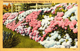 Hydrangeas in Full Bloom Postcard 1949 Atlantic City NJ Love Grandma Message Hydrangea