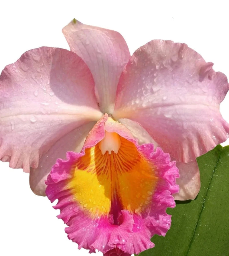 Fragrant cattleya orchid live plant, large pink petals with magenta-yellow center